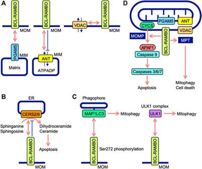 Biological properties of the BCL-2 family protein BCL-RAMBO, which regulates apoptosis, mitochondrial fragmentation, and mitophagy